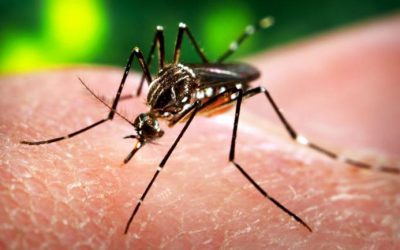 La expansión del virus Zika en Brasil preocupa al COI de cara a los Juegos Olímpicos