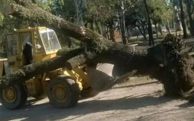 Avellaneda (Provincia de Bs. As.) – Por una obra, vuelven a talar árboles en Parque Domínico