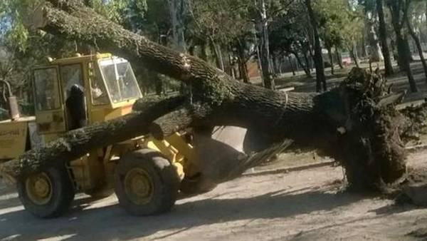 Avellaneda (Provincia de Bs. As.) – Por una obra, vuelven a talar árboles en Parque Domínico